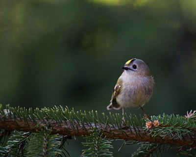 BUITEN BEELD Foto: 89423