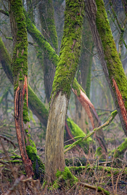 BUITEN BEELD Foto: 89451