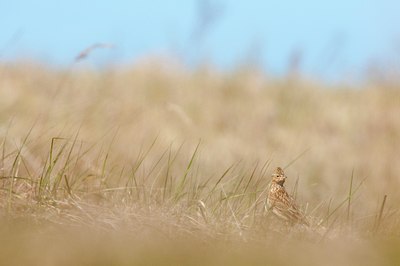 BUITEN BEELD Foto: 89457