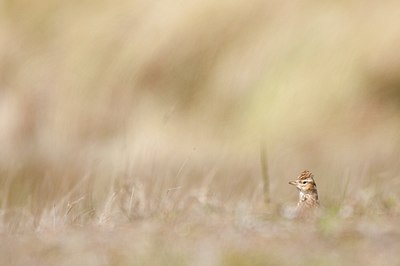 BUITEN BEELD Foto: 89458