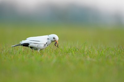 BUITEN BEELD Foto: 89460