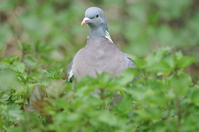 BUITEN BEELD Foto: 89494