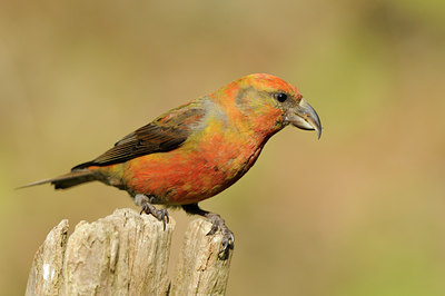 BUITEN BEELD Foto: 89504