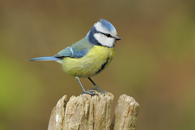 BUITEN BEELD Foto: 89512