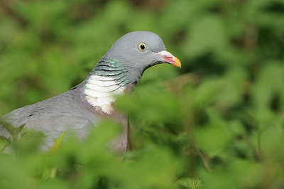 BUITEN BEELD Foto: 89515