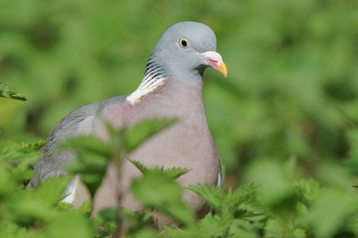 BUITEN BEELD Foto: 89517