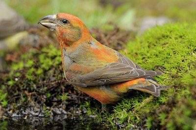 BUITEN BEELD Foto: 89520