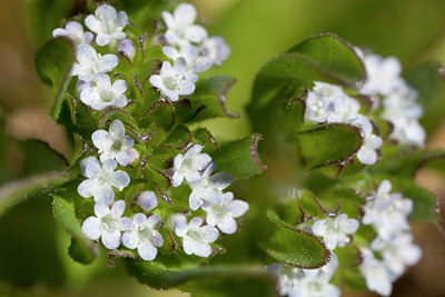 BUITEN BEELD Foto: 89540