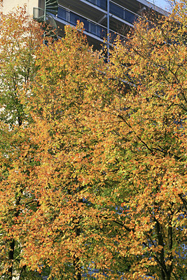 BUITEN BEELD Foto: 89601