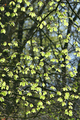 BUITEN BEELD Foto: 89611