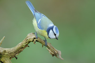 BUITEN BEELD Foto: 89629