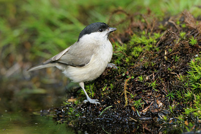 BUITEN BEELD Foto: 89631