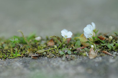 BUITEN BEELD Foto: 89642