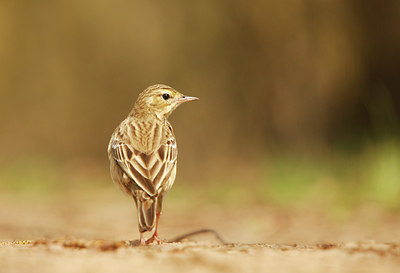 BUITEN BEELD Foto: 89643