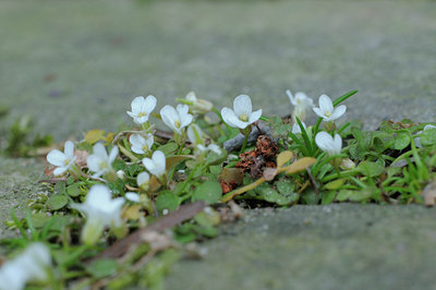 BUITEN BEELD Foto: 89644