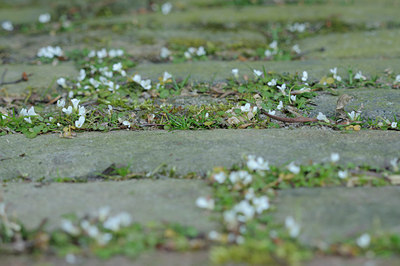 BUITEN BEELD Foto: 89645