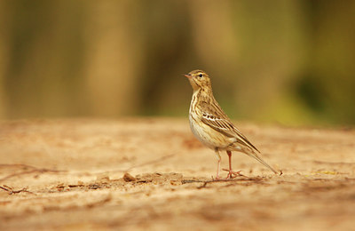 BUITEN BEELD Foto: 89646