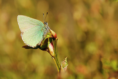 BUITEN BEELD Foto: 89654