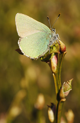 BUITEN BEELD Foto: 89655