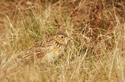 BUITEN BEELD Foto: 89658