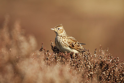 BUITEN BEELD Foto: 89659