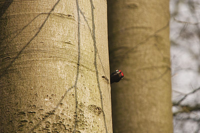 BUITEN BEELD Foto: 89660