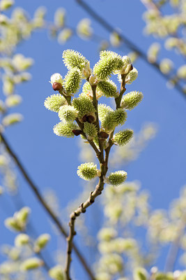 BUITEN BEELD Foto: 89674