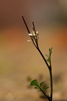 BUITEN BEELD Foto: 89764