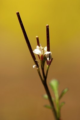 BUITEN BEELD Foto: 89766