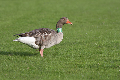 BUITEN BEELD Foto: 89781