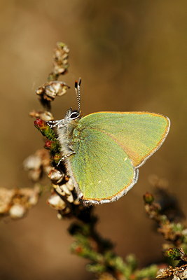 BUITEN BEELD Foto: 89823