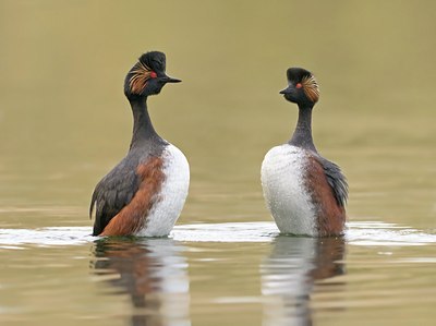 BUITEN BEELD Foto: 89826