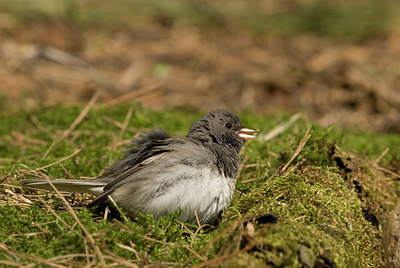 BUITEN BEELD Foto: 89831