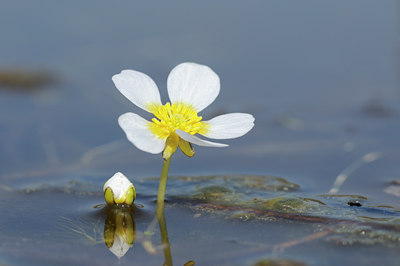 BUITEN BEELD Foto: 89844