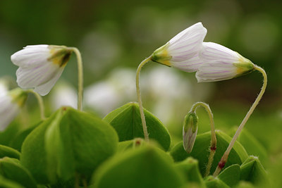 BUITEN BEELD Foto: 89880