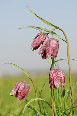 BUITEN BEELD Foto: 90001