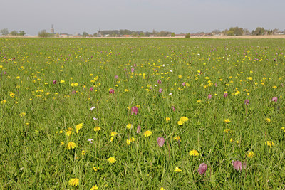 BUITEN BEELD Foto: 90005