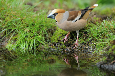 BUITEN BEELD Foto: 90048