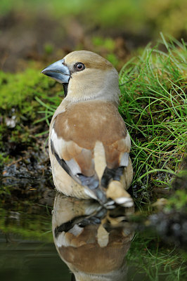 BUITEN BEELD Foto: 90050