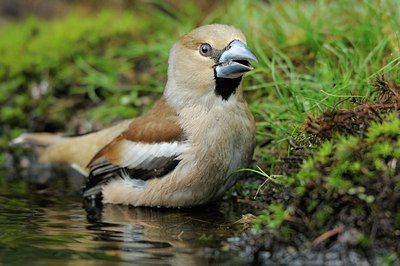 BUITEN BEELD Foto: 90051