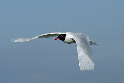 BUITEN BEELD Foto: 90063