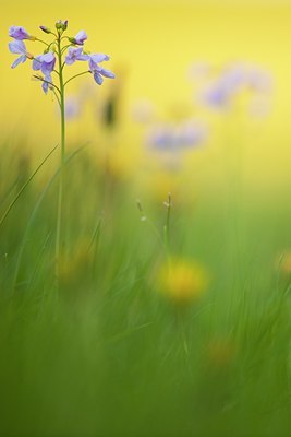 BUITEN BEELD Foto: 90066