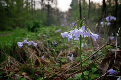 BUITEN BEELD Foto: 90075