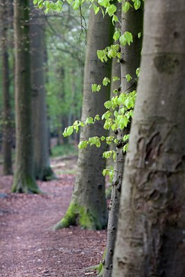 BUITEN BEELD Foto: 90083