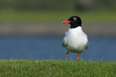 BUITEN BEELD Foto: 90085