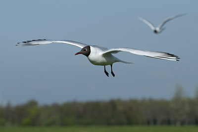 BUITEN BEELD Foto: 90087