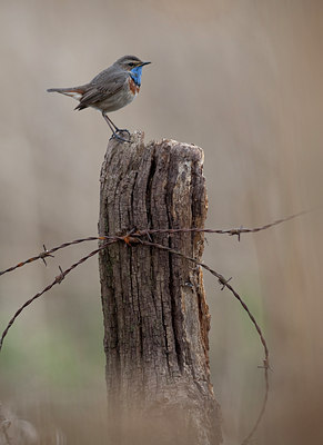 BUITEN BEELD Foto: 90133