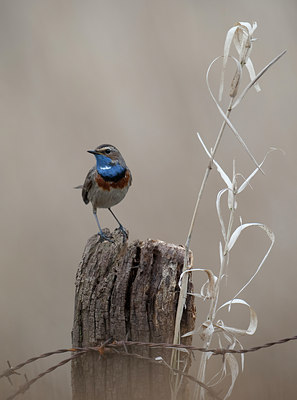 BUITEN BEELD Foto: 90135