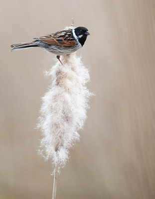 BUITEN BEELD Foto: 90137