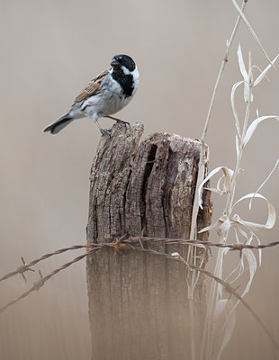 BUITEN BEELD Foto: 90139